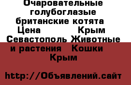 Очаровательные голубоглазые британские котята › Цена ­ 3 500 - Крым, Севастополь Животные и растения » Кошки   . Крым